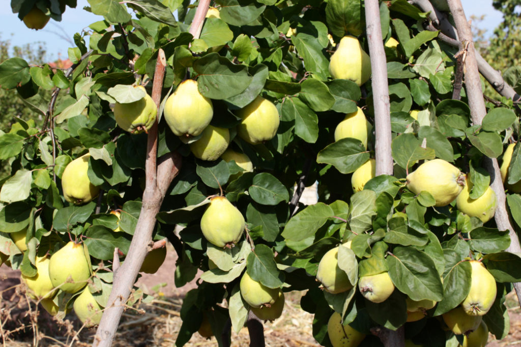 green fruits growing from quince tree branches outside