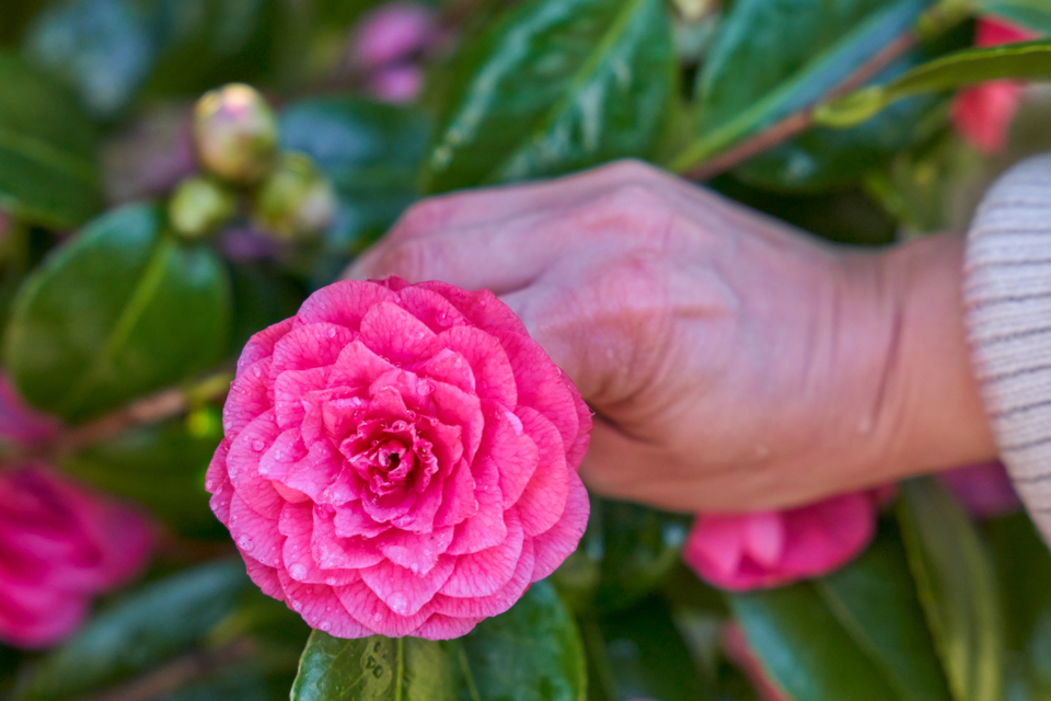 a hand pinching the stem of a camellia with a pink flower ready for deadheading
