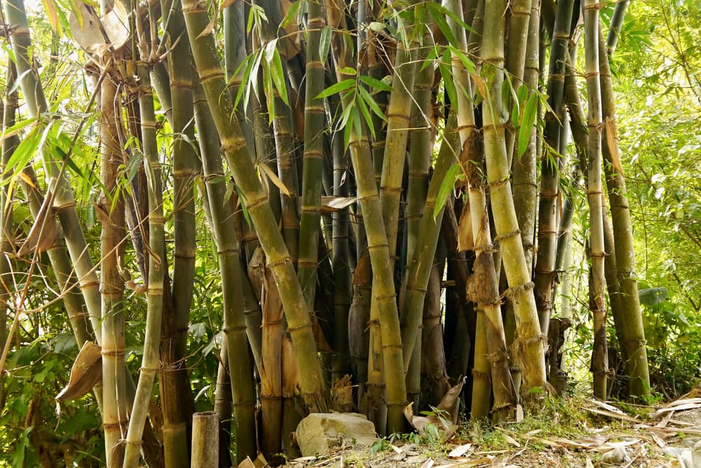 thick stemmed bamboo in the Himalayas