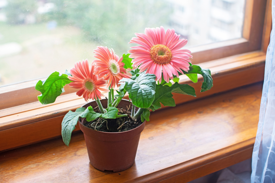 pink gerbera growing in a pot on a windowsill