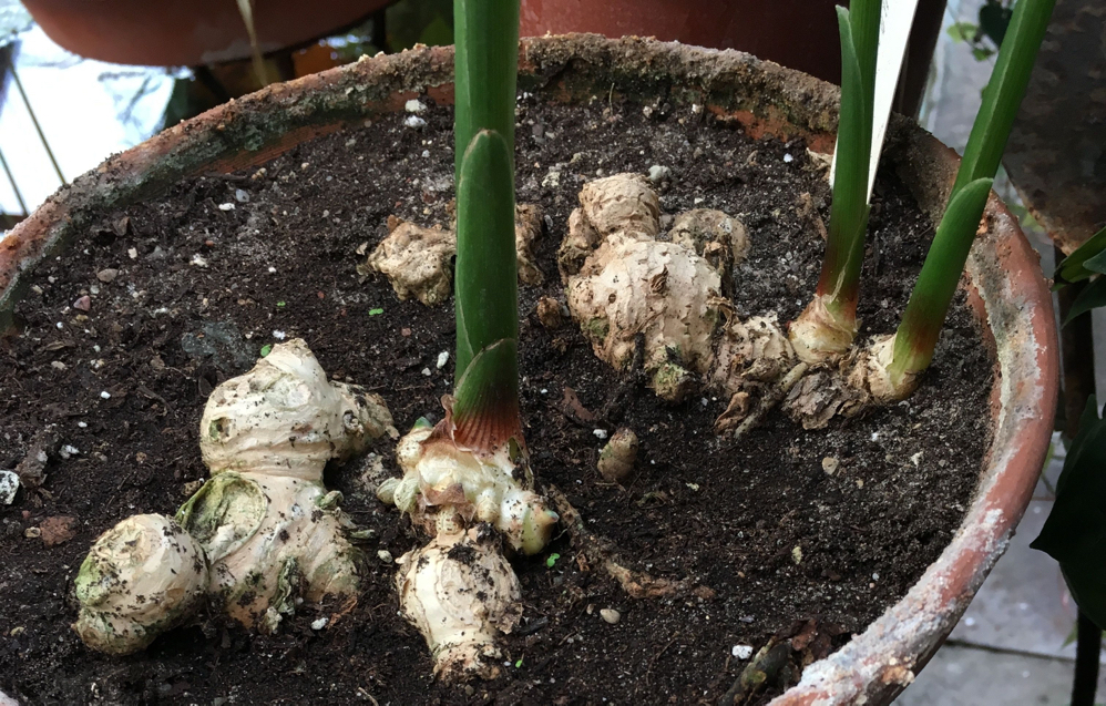 ginger plant growing from a root in a circular terracotta pot outdoors
