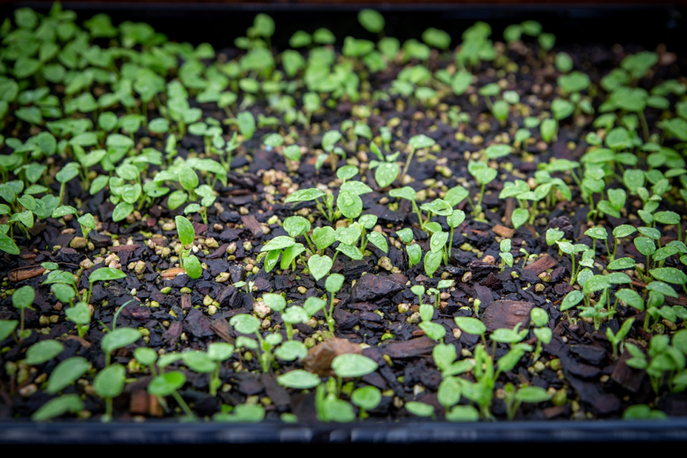 delphinium seedlings growing inside a  garden bed that has been covered in mulch