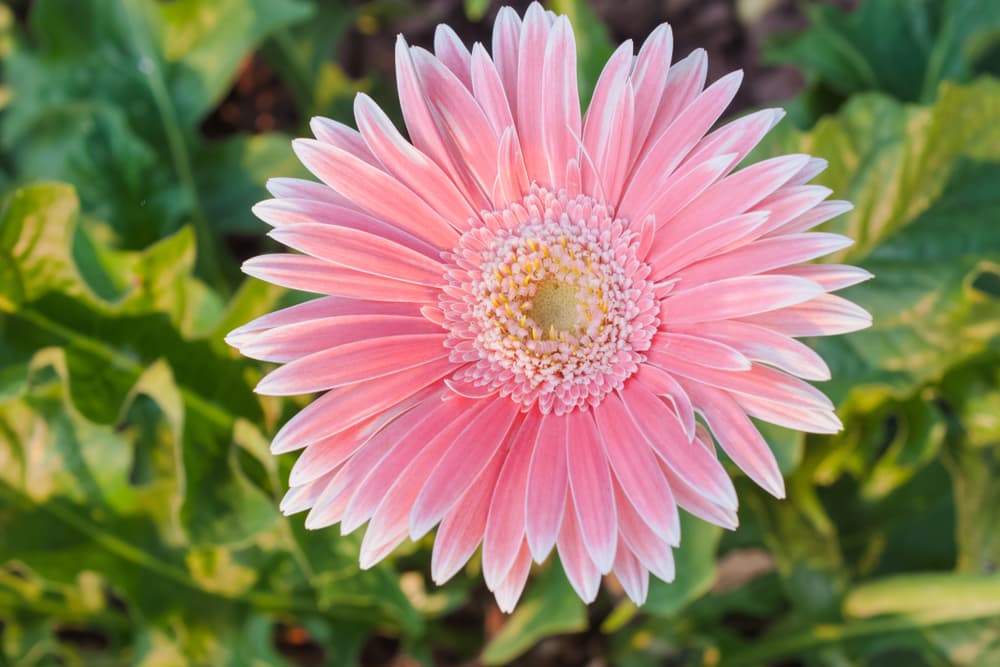 stunning pink gerbera flower with beautiful outstretched petals