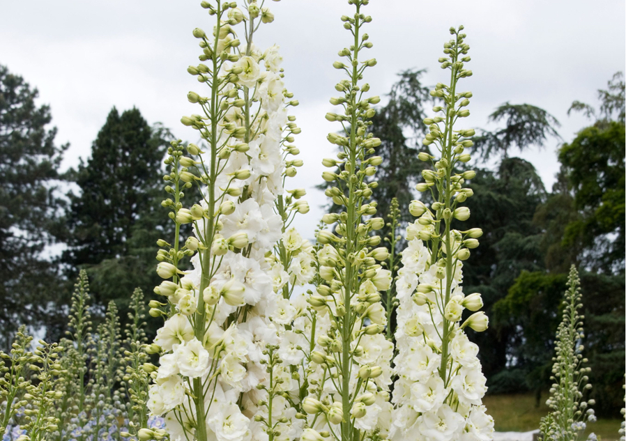 tall, white flowering 'Elisabeth Sahin' growing outside with trees in the background