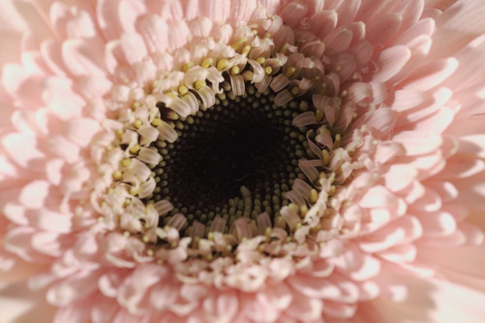 magnified view of the centre of a Transvaal Daisy