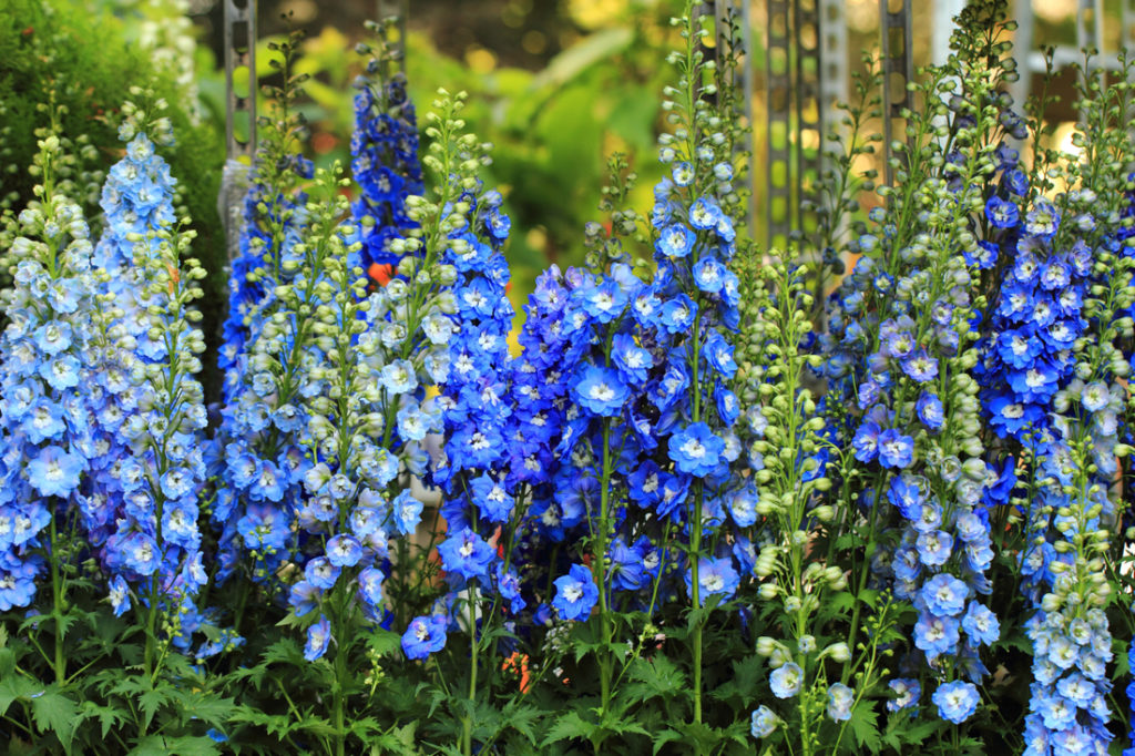 various shades of blue flowering larkspur growing outside in a garden bed