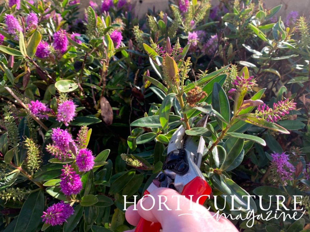 pink flowering Hebe plant in september being pruned with red secateurs