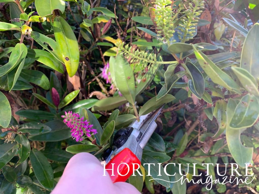 cutting being taken from a parent veronica plant