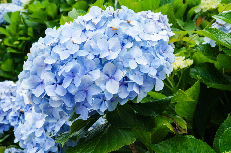lilac-blue flowering hydrangea macrophylla growing outside