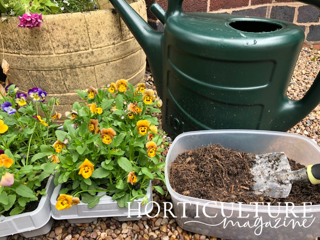 a green watering can sits behind a tub full of soil and containers holding yellow and purple flowering pansies that are ready to be repotted