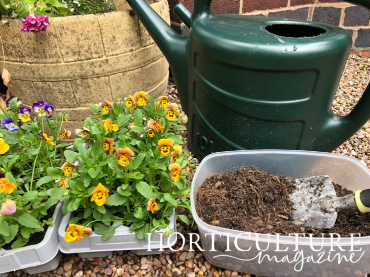 Growing Pansies In Containers With Emily Cupit Horticulture