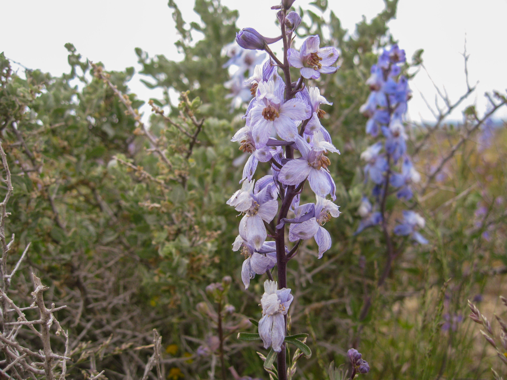 purple 'spike' of a delphinium plant growing outside in front of brown and green foliage