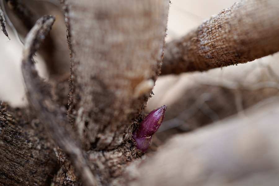 the purple eye of a dahlia tuber close-up