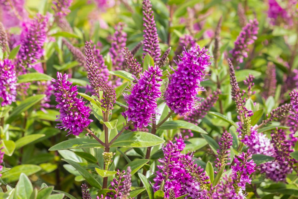 hebe in bloom with upright pinkish-purple flowers