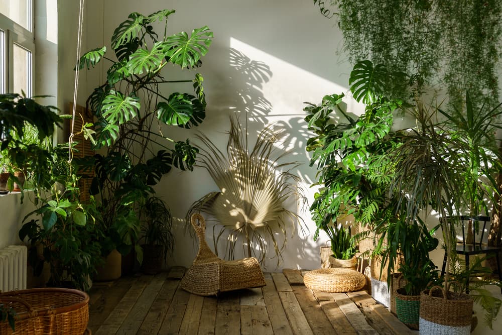 a large room with a number of tall growing Swiss Cheese plants