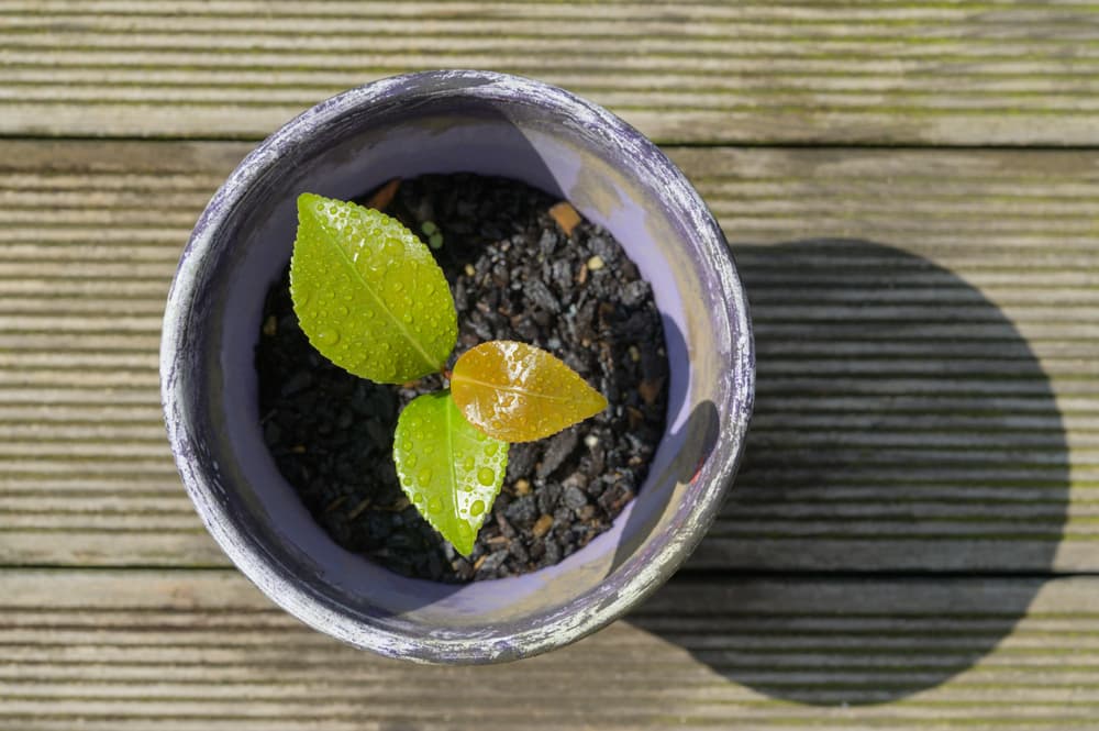 small camellia seedling in a tiny pot
