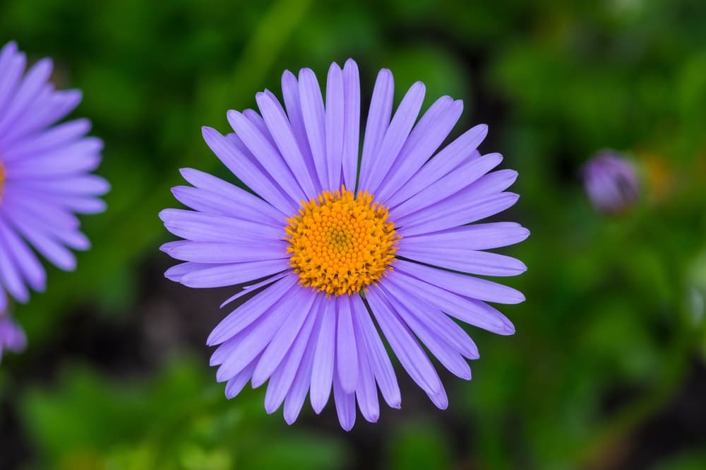 Aster tongolensis flower with violet petals and a glowing orange centre
