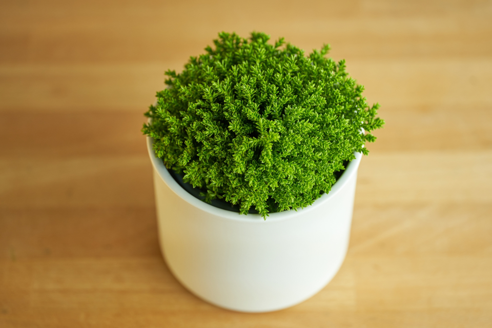 small potted hebe plant growing indoors on a wooden surface