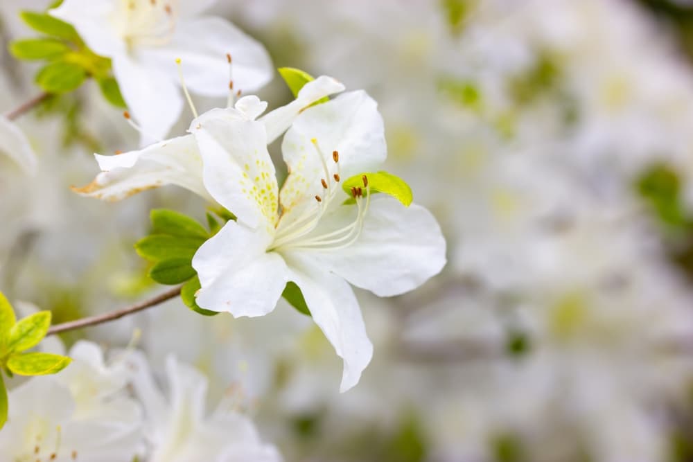 white and yellow azalea flowers in bloom with eight visible stamen