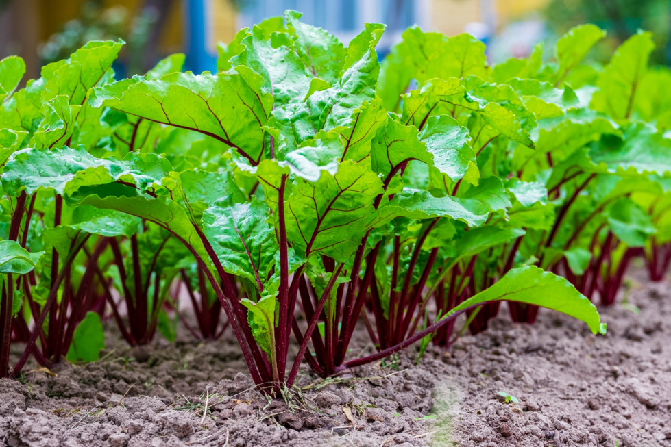 Beta vulgaris growing from the soily growing outside