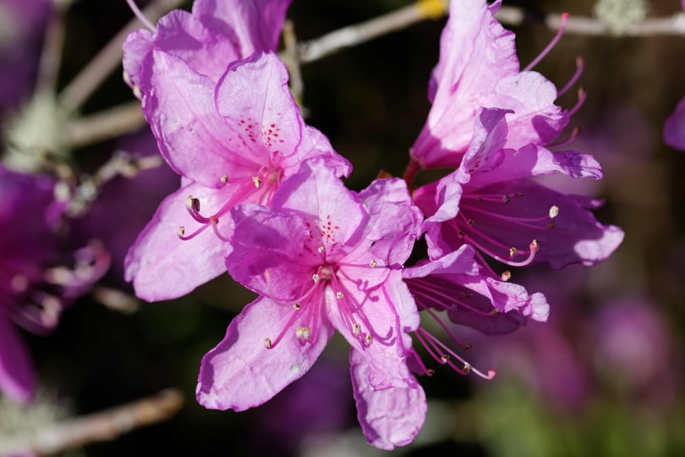 pink spotted flowers of Rhododendron ‘Delicatissimum’