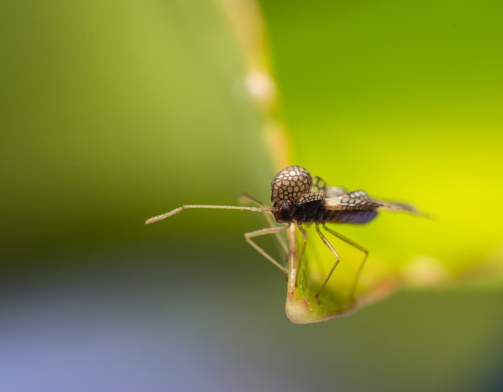 magnified view of a lacebug on a leaf