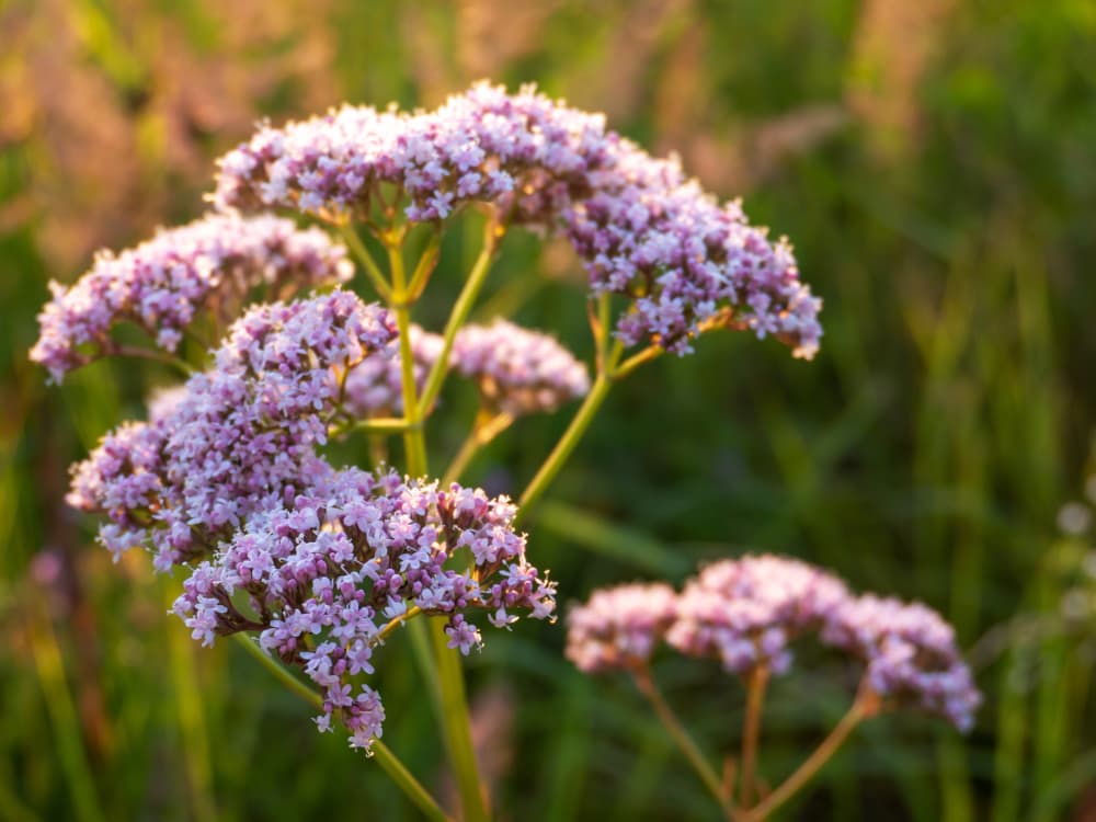 tiny pink flowers of Valeriana officinalis at sunset