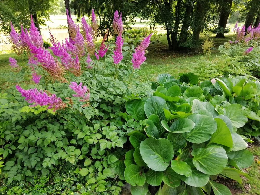 plumes of yellow astilbe flowers growing in a shaded spot under some trees