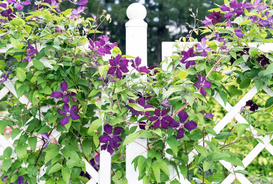 purple flowering clematis growing against a trellis fence outside