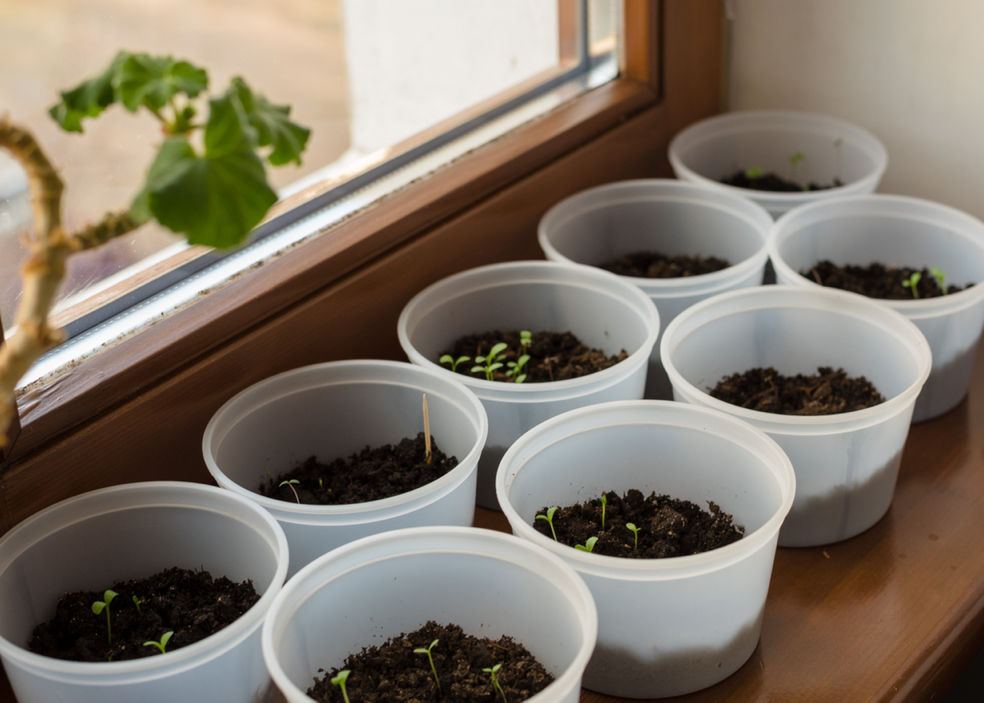 aster seedlings in small pots growing on a windowsill