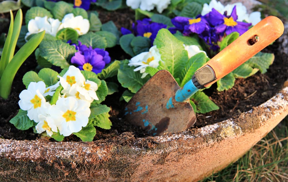 large round stone planter filled with white and purple Primrose plants with a trowel sticking out of the soil