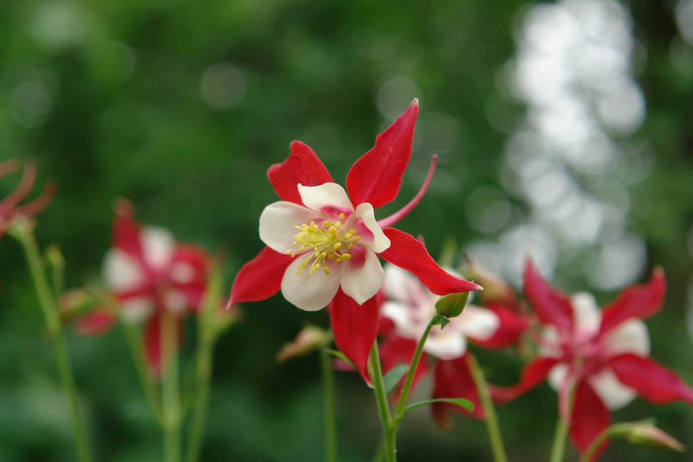 aquilegia 'crimson star' with white and red petals and a yellow centre growing outdoors
