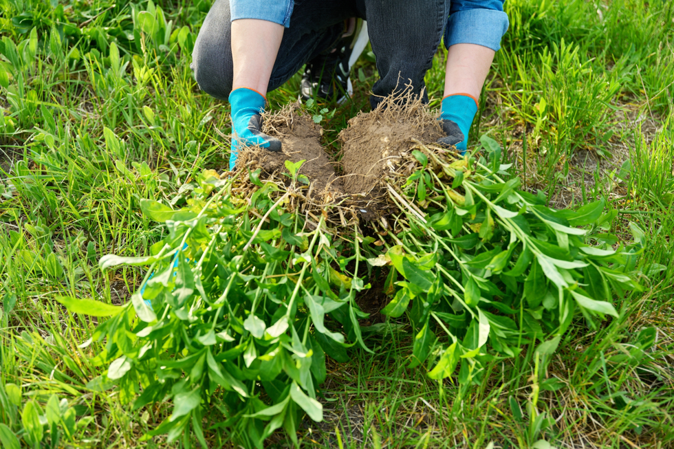 gardener holding two halves of a phlox plant that has just been divided over a bed of grass