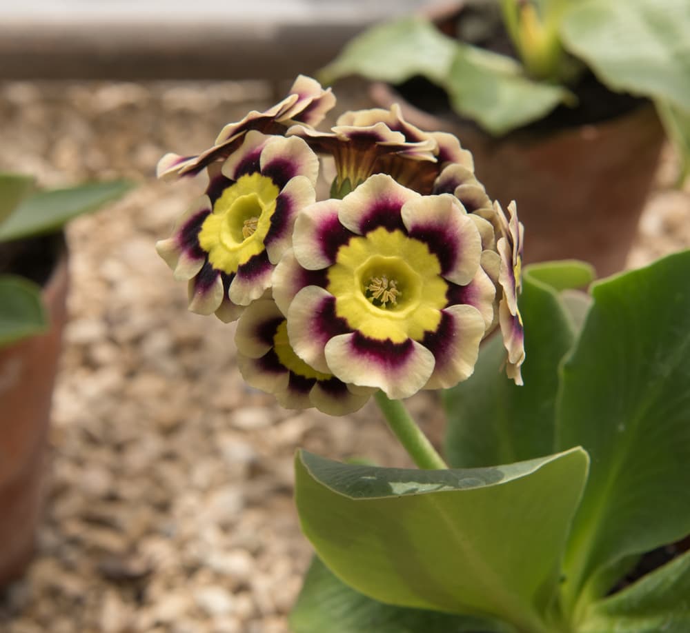 edged cultivar of primula auricular with white, purple and yellow centred flowers