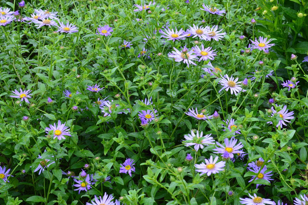 Aster x frikartii 'Mönch' with lilac flower heads growing in a cluster