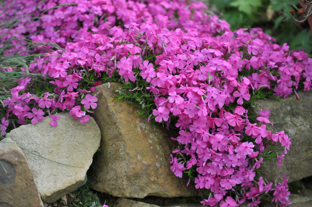 pink flowering P. subulata 'McDaniel's Cushion’ growing on and around a stone wall