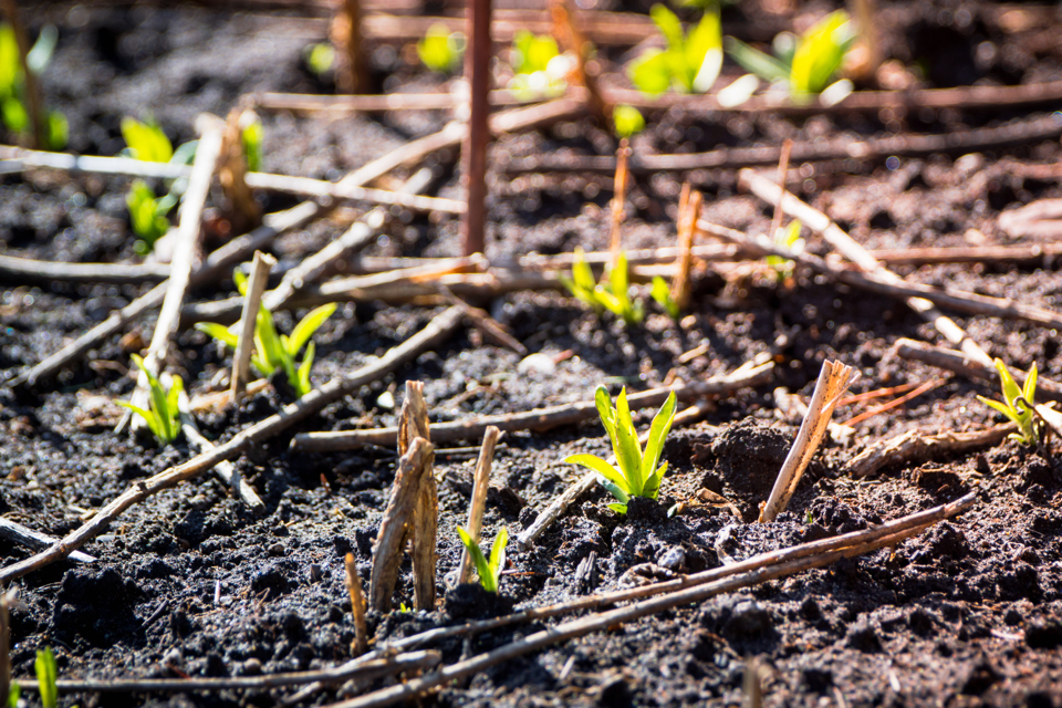 small phlox seedlings growing from soil in the ground outside