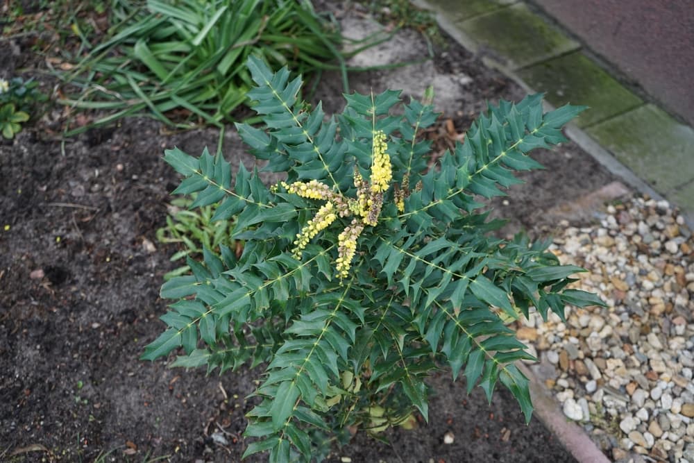 birds eye view of a newly planted Mahonia japonica shrub in a garden border