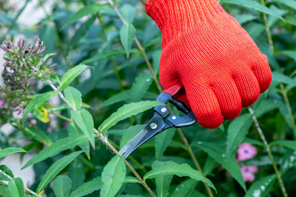 someone using a pair of secateurs to cut the stem off a phlox plant growing outdoors