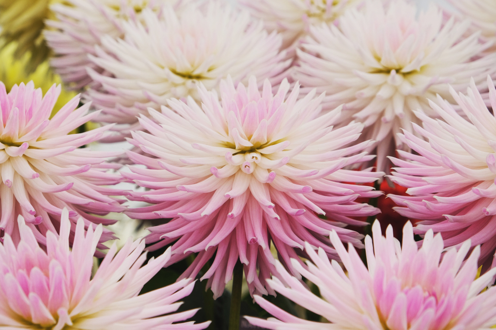 dahlia 'trelyn kiwi' with white and pink outstretched spiky petals growing side by side