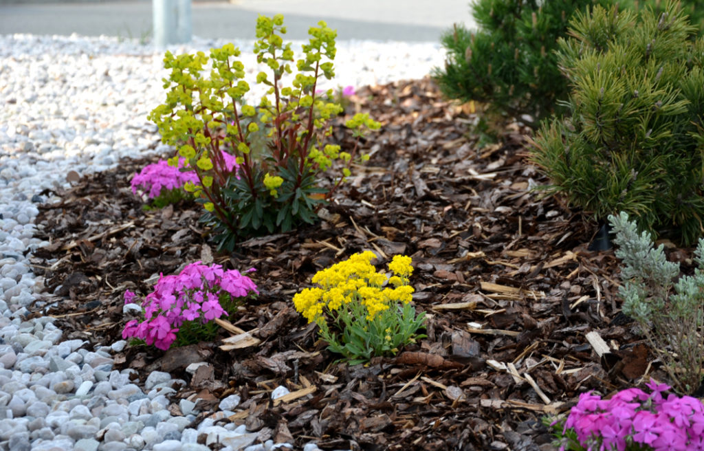 purple flowering phlox growing next to a piny shrub and yellow flowers that have been mulched by wood chips