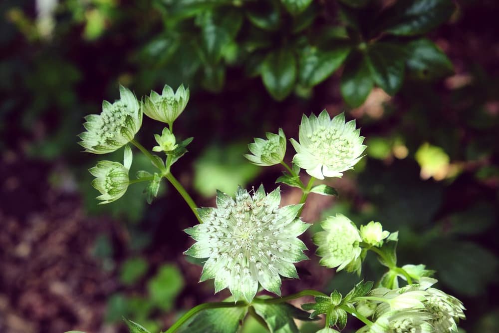 unusual green flowers of Astrantia major 'Shaggy' in a dark corner of the garden