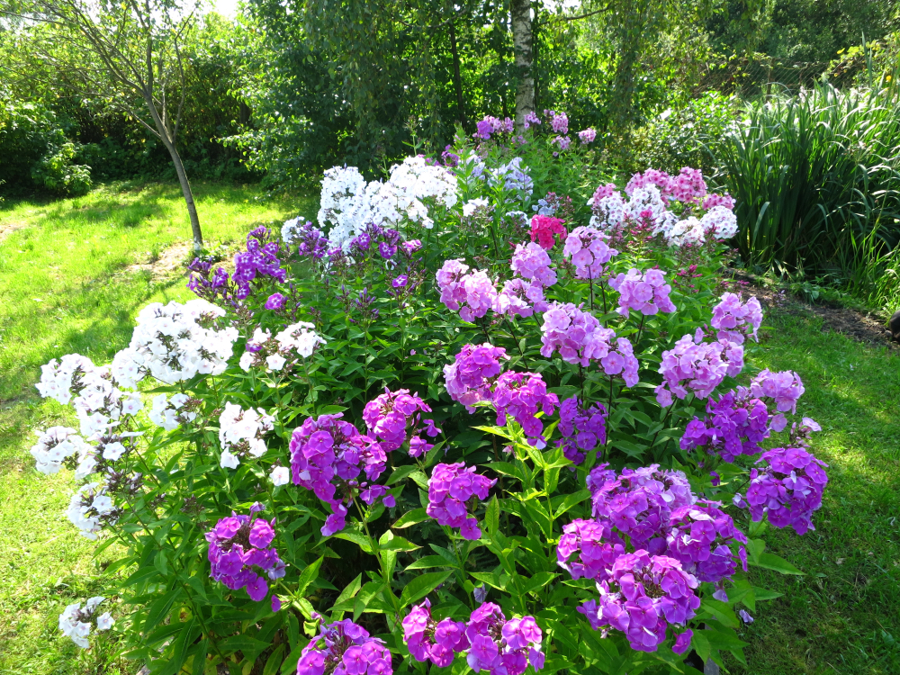 pink, purple and white flowering phlox growing in a garden outside with trees in the background