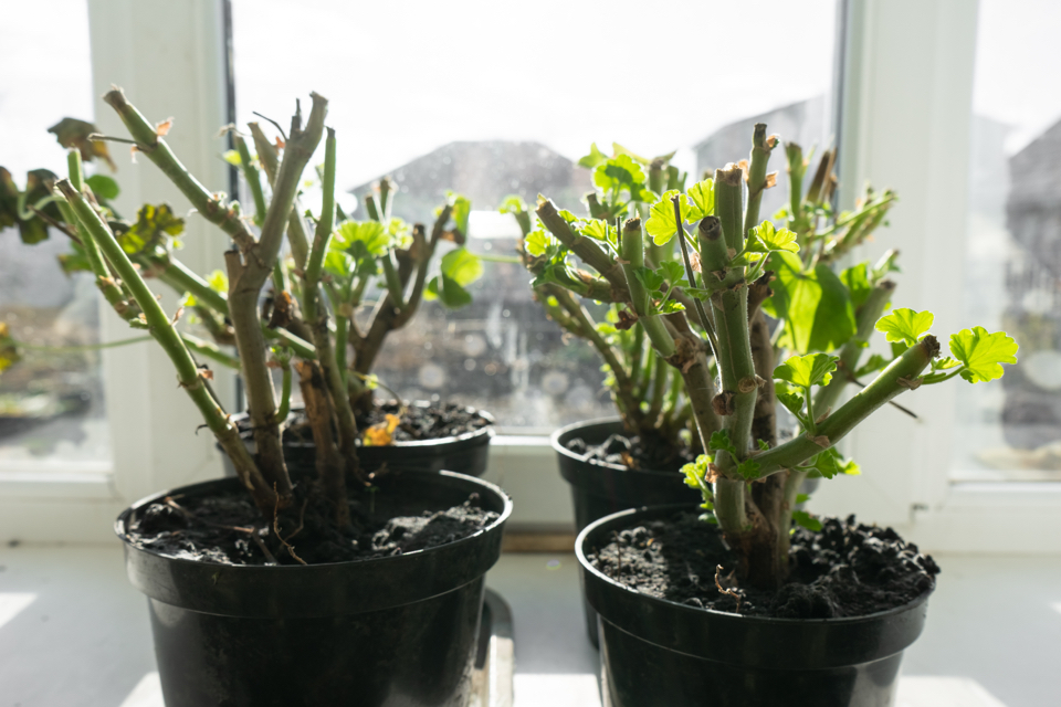 bare root potted geranium plants that have been pruned down to dormancy and are now sitting inside on a windowsill