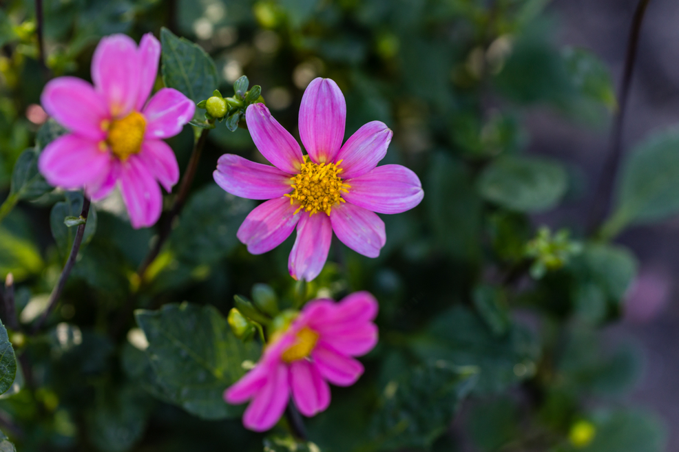 'topmix pink' dahlia plant with dark green foliage growing outdoors