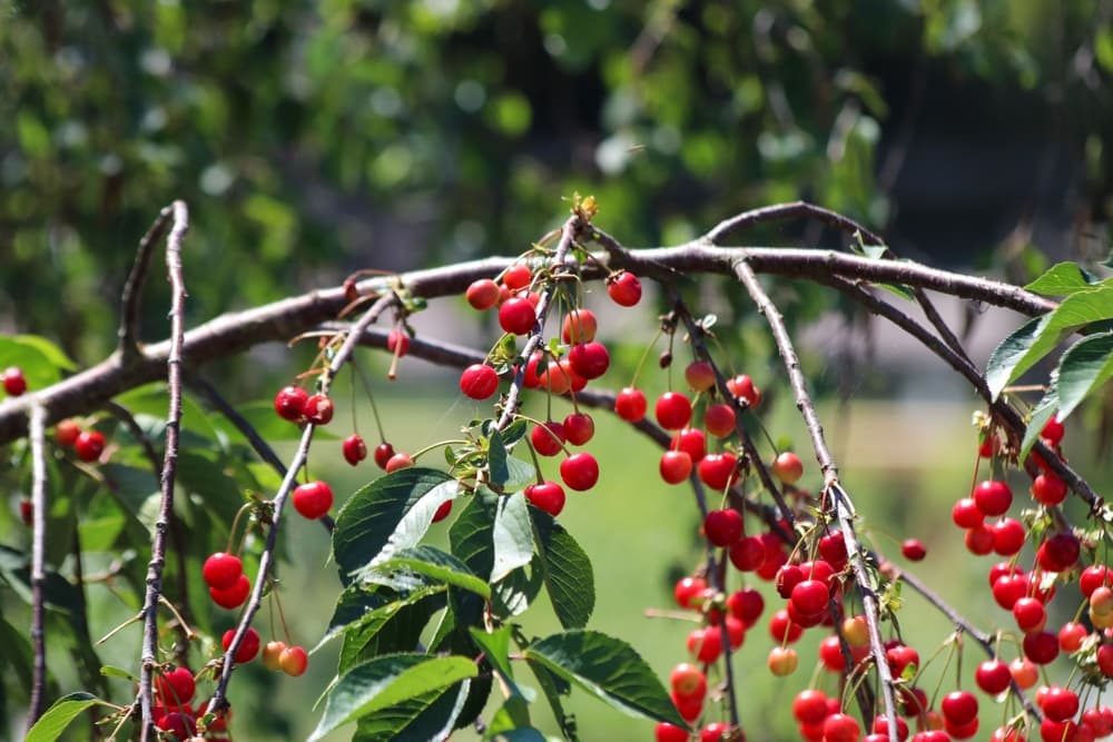 ripe fruit on a cherry tree