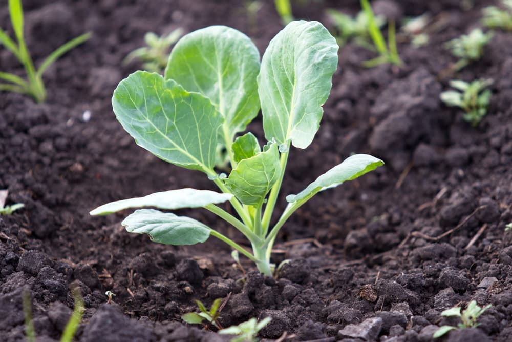 brassica seedling sprouting from soil