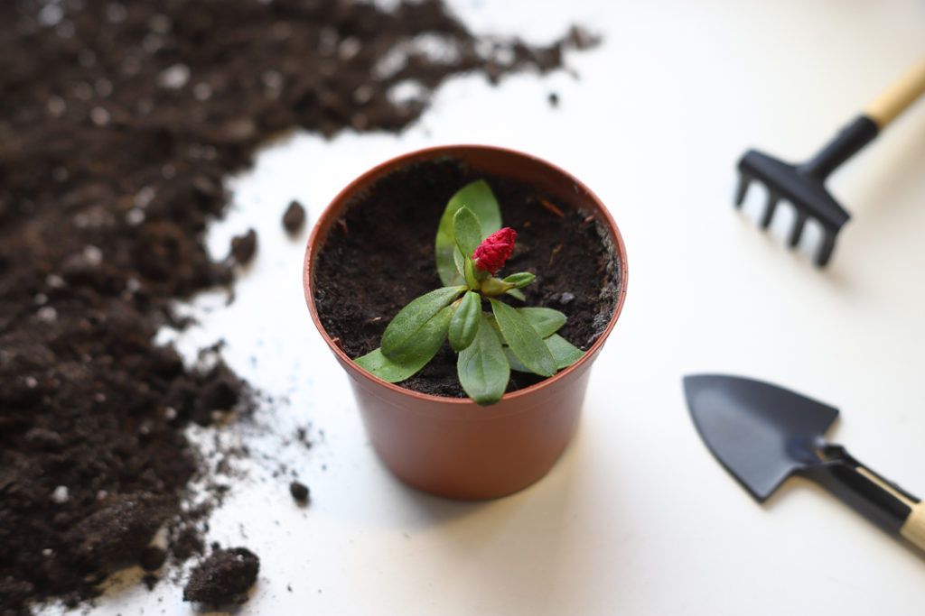 small potted red flowering azalea on a white table with gardening tools and soil placed beside it