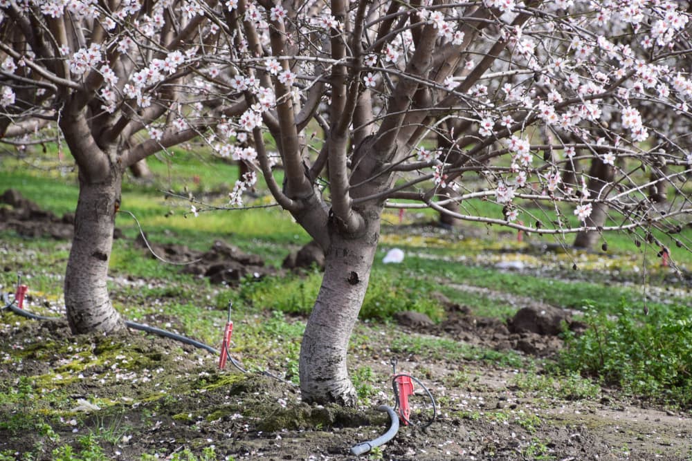 almond trees growing in an irrigation system