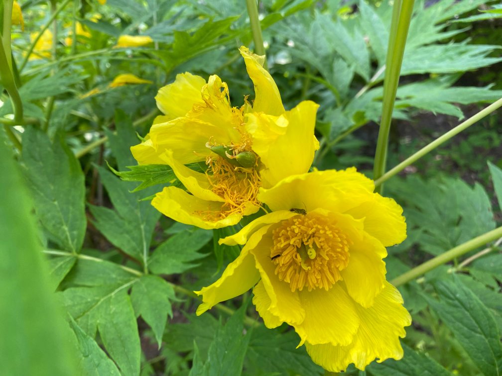 paeonia ludlowii with yellow flowers growing outside
